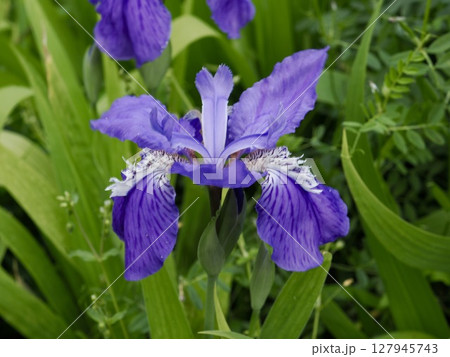アヤメ 127945743