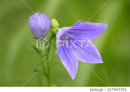 桔梗 127945781