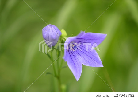 桔梗 桔梗 127945782