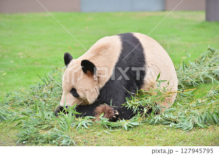 まったりくつろぐ永明 まったりくつろぐ永明 127945795