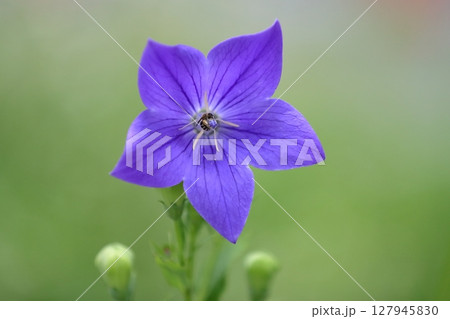 桔梗 桔梗 127945830