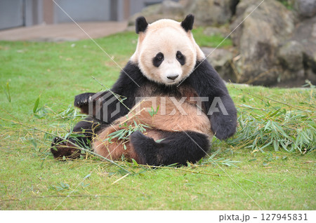 おいしそうな竹を探す愛浜 127945831