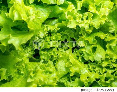 Bunch of lettuce on a wooden tray. Salad concept. Vitamin of natural origin. Leaves up close. Grass background for food. Useful ingredient. Bunch of lettuce on a wooden tray. Salad concept. Vitamin of natural origin. Leaves up close. Grass background for food. Useful ingredient. 127945994
