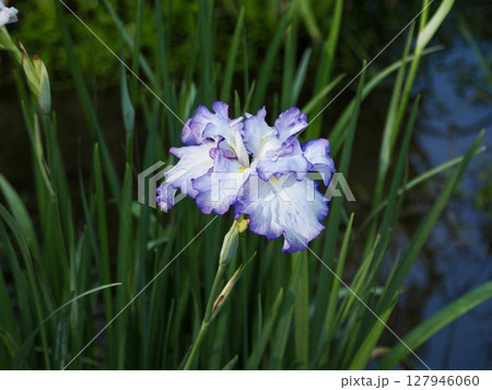 花菖蒲 花菖蒲 127946060