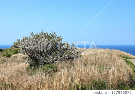 伊豆半島　奥石廊　ユウスゲ公園 127946076