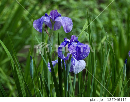 花菖蒲 127946115