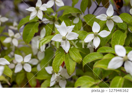 満開のヤマボウシ 127946162