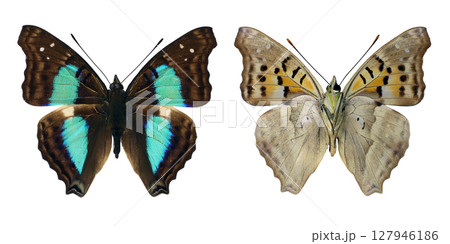 Two green turquoise butterflies of the Doxocopa cherubina species are isolated against a plain background. 127946186