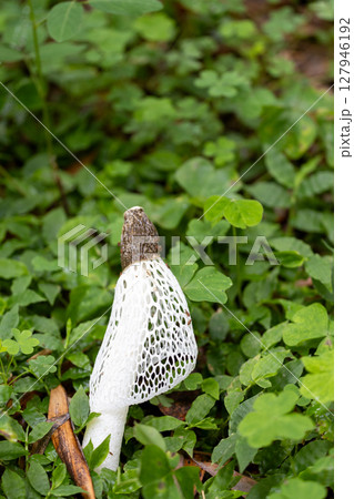 キヌガサタケ 127946192