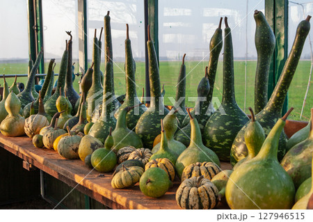 Decorative Gourds Displayed in Garden Greenhouse Decorative Gourds Displayed in Garden Greenhouse 127946515