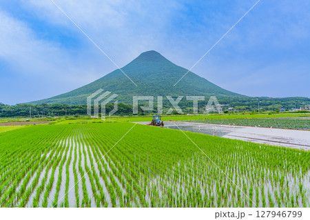 （鹿児島県）田植えが始まった水田越しに開聞岳 127946799