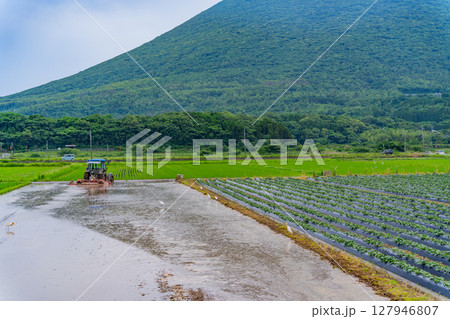 (鹿児島県)田植えが始まった水田越しに開聞岳 (鹿児島県)田植えが始まった水田越しに開聞岳 127946807