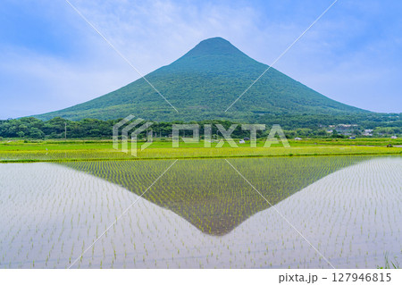 (鹿児島県)田植えが始まった水田越しに開聞岳 (鹿児島県)田植えが始まった水田越しに開聞岳 127946815