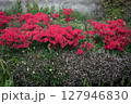 北沢緑道に咲く赤いツツジ 127946830