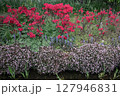 北沢緑道に咲く春の花々 − ツツジとヒメツルソバ 127946831