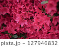 赤いツツジのクローズアップ − 春の彩り 127946832