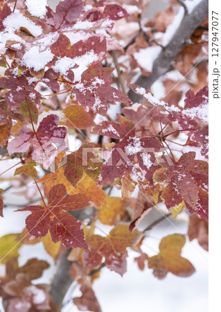 紅葉と雪（蒜山高原） 127947077