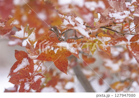 紅葉と雪(蒜山高原) 紅葉と雪(蒜山高原) 127947080