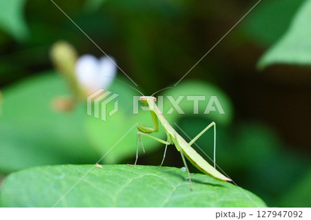 葉っぱの上のカマキリ 127947092