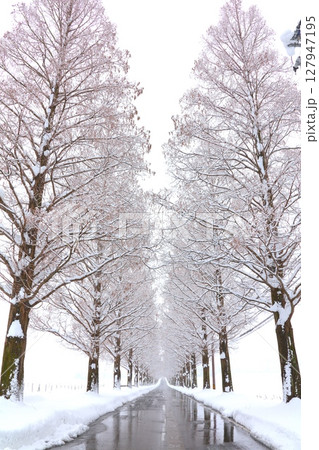 マキノ高原のメタセコイア並木の雪景色/新・日本の街路樹百景/琵琶湖国定公園 127947195