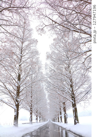マキノ高原のメタセコイア並木の雪景色/新・日本の街路樹百景/琵琶湖国定公園 127947196