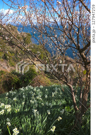 淡路島・灘黒岩水仙郷、満開の水仙の大群生/スイセンの日本三大群生地/日本遺産/瀬戸内海国立公園 127947259