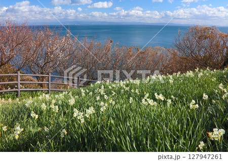 淡路島・灘黒岩水仙郷、水仙の大群生と梅の花/スイセンの日本三大群生地/日本遺産/瀬戸内海国立公園 淡路島・灘黒岩水仙郷、水仙の大群生と梅の花/スイセンの日本三大群生地/日本遺産/瀬戸内海国立公園 127947261