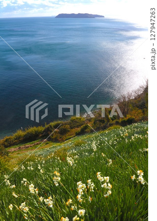 淡路島・灘黒岩水仙郷、満開の水仙の大群生/スイセンの日本三大群生地/日本遺産/瀬戸内海国立公園 127947263
