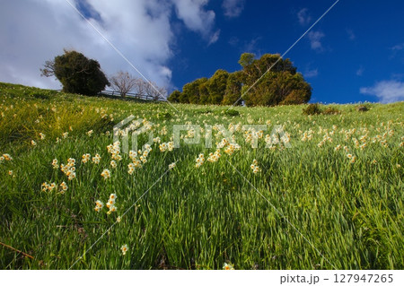 淡路島・灘黒岩水仙郷、満開の水仙の大群生/スイセンの日本三大群生地/日本遺産/瀬戸内海国立公園 127947265