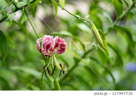 カノコユリ 127947716