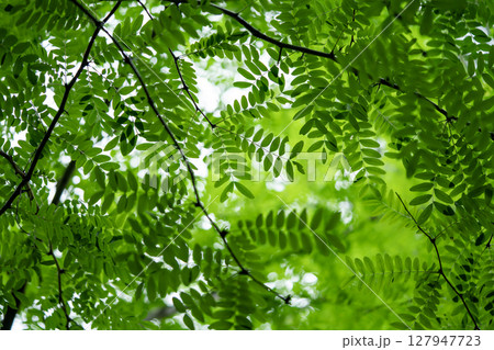 サイカチ 127947723