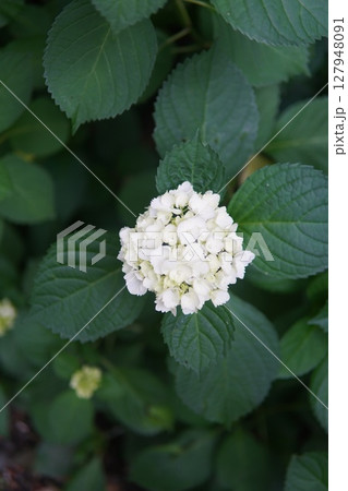 明月院 日本 ジャパン 127948091