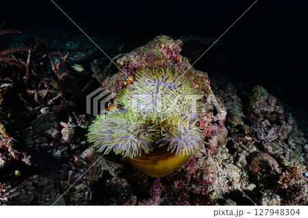 西表島の海　ダイビングの風景 127948304