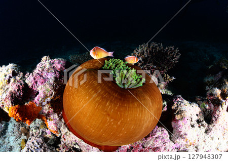 西表島の海　ダイビングの風景 127948307