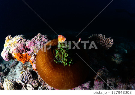 西表島の海 ダイビングの風景 西表島の海 ダイビングの風景 127948308