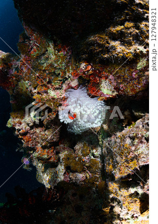 西表島の海 ダイビングの風景 西表島の海 ダイビングの風景 127948321