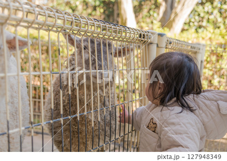 【相模原市立麻溝公園のふれあい動物広場で羊に触る1歳児】 【相模原市立麻溝公園のふれあい動物広場で羊に触る1歳児】 127948349