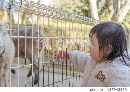 【相模原市立麻溝公園のふれあい動物広場で羊を見る1歳児】 127948350