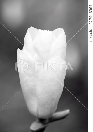 家の周りの草花　四季の色々　公園の木々に白く美しい大輪のモクレンの花が咲き始めなした 127948363