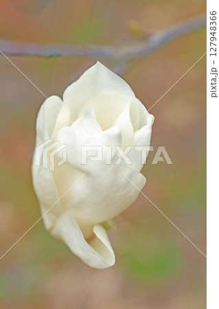 家の周りの草花 四季の色々 公園の木々に白く美しい大輪のモクレンの花が咲き始めなした 家の周りの草花 四季の色々 公園の木々に白く美しい大輪のモクレンの花が咲き始めなした 127948366