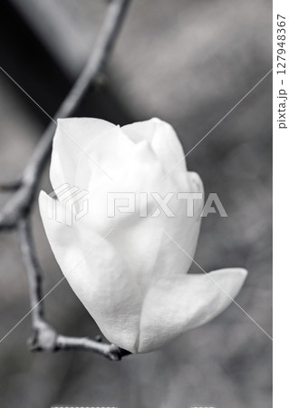 家の周りの草花 四季の色々 公園の木々に白く美しい大輪のモクレンの花が咲き始めなした 家の周りの草花 四季の色々 公園の木々に白く美しい大輪のモクレンの花が咲き始めなした 127948367