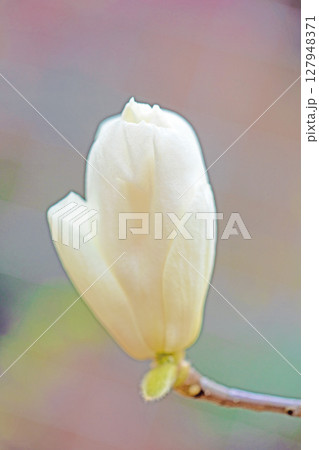 家の周りの草花 四季の色々 公園の木々に白く美しい大輪のモクレンの花が咲き始めなした 家の周りの草花 四季の色々 公園の木々に白く美しい大輪のモクレンの花が咲き始めなした 127948371