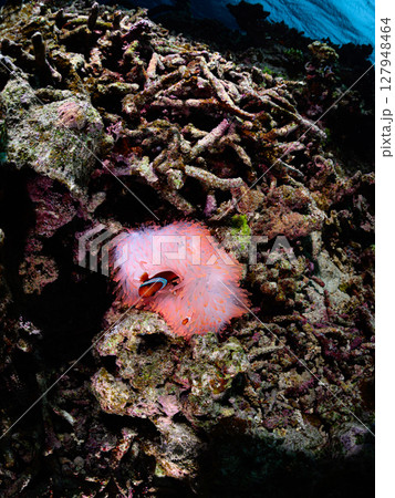 西表島の海 ダイビングの風景 西表島の海 ダイビングの風景 127948464