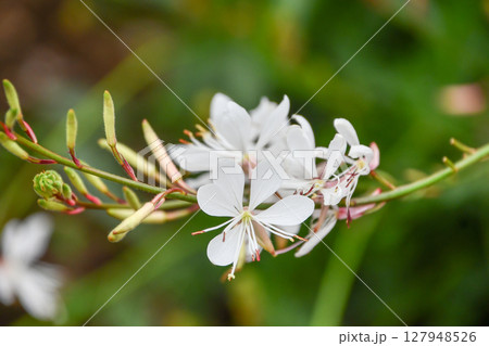 ガウラ（ヤマモモソウ） White Gaura 127948526