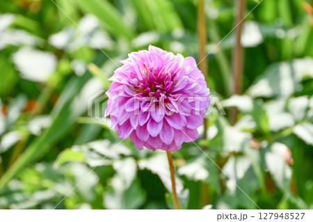 ダリア「お手玉」　Dahlia 'Otedama' 127948527