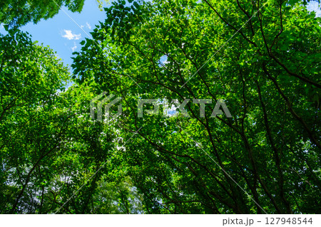 森の日差し 森の日差し 127948544