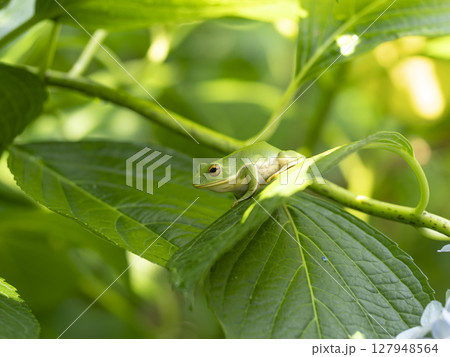 紫陽花の葉に乗るモリアオガエル 127948564