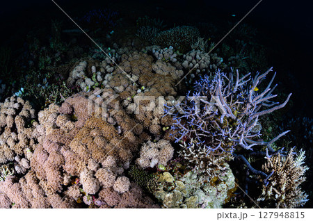 西表島の海　ダイビングの風景 127948815