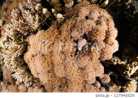 西表島の海　ダイビングの風景 127948820