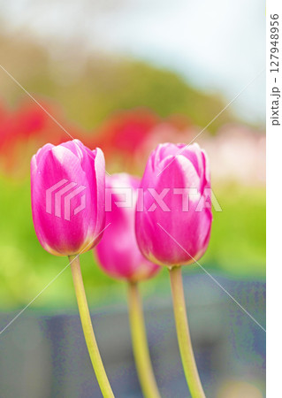 家の周りの草花 四季の色々 美しい早咲きのチュウリップの花が咲きました 家の周りの草花 四季の色々 美しい早咲きのチュウリップの花が咲きました 127948956